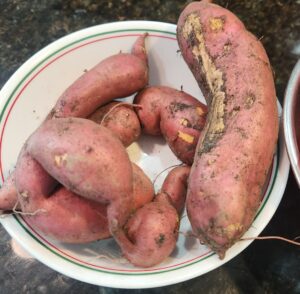Sweet Potatoes covered in dirt