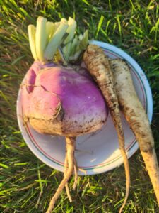 a large turnip and parsnips fresh from the garden