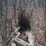 a broken down tree stump