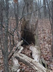 a broken down tree stump