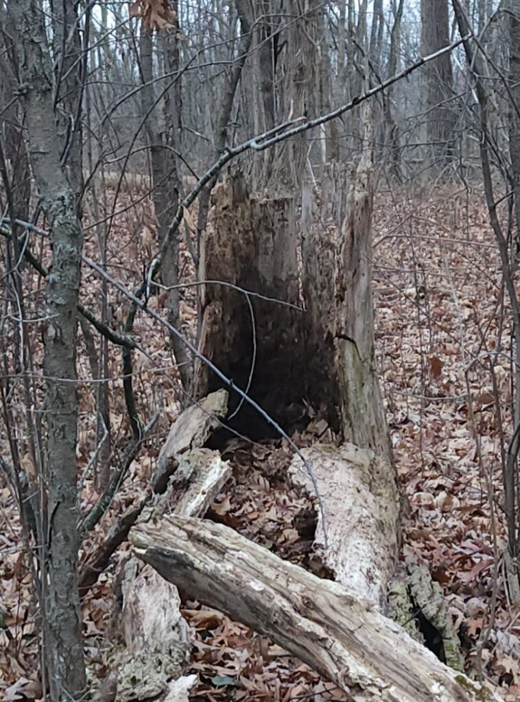 a broken down tree stump