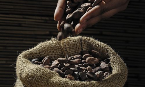 cocoa beans, hands, sack, cocoa, cacao, cacao beans, chocolate, jute, cocoa beans, cocoa, cocoa, cocoa, cocoa, cacao, cacao, cacao, chocolate, chocolate, chocolate, chocolate, chocolate