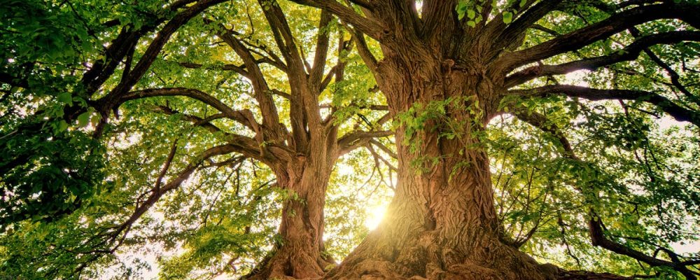 Sunlight filters through the branches of towering oak trees in a serene forest setting.